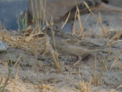 Passer domesticus