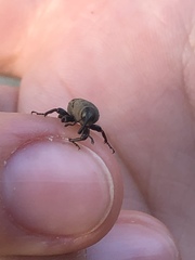 Sphenophorus coesifrons