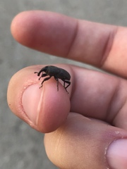 Sphenophorus coesifrons