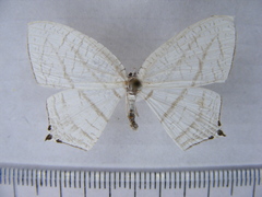 Uraniidae