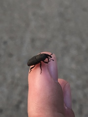 Sphenophorus coesifrons
