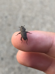 Sphenophorus coesifrons