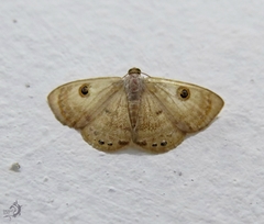 Argyrotome muricolor