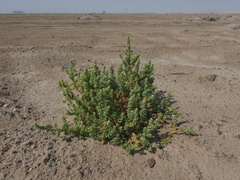 Suaeda aegyptiaca