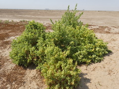 Suaeda aegyptiaca