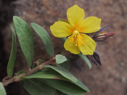 Helianthemum gonzalezferreri