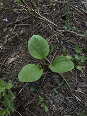 Trillium petiolatum, photograph (c) Daniel Kennedy, some rights reserved (CC BY)