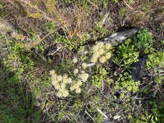 Phylica pubescens pubescens
