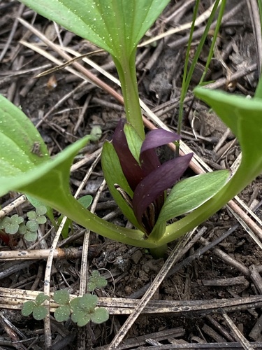 Trillium petiolatum, photograph 5
