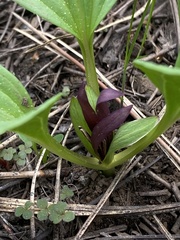 Trillium petiolatum, photograph (c) Daniel Kennedy, some rights reserved (CC BY)