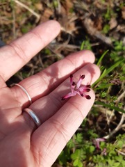 Fumaria muralis muralis