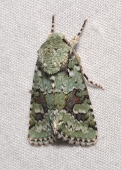 Lacinipolia laudabilis