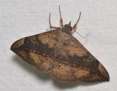 Anticarsia gemmatalis