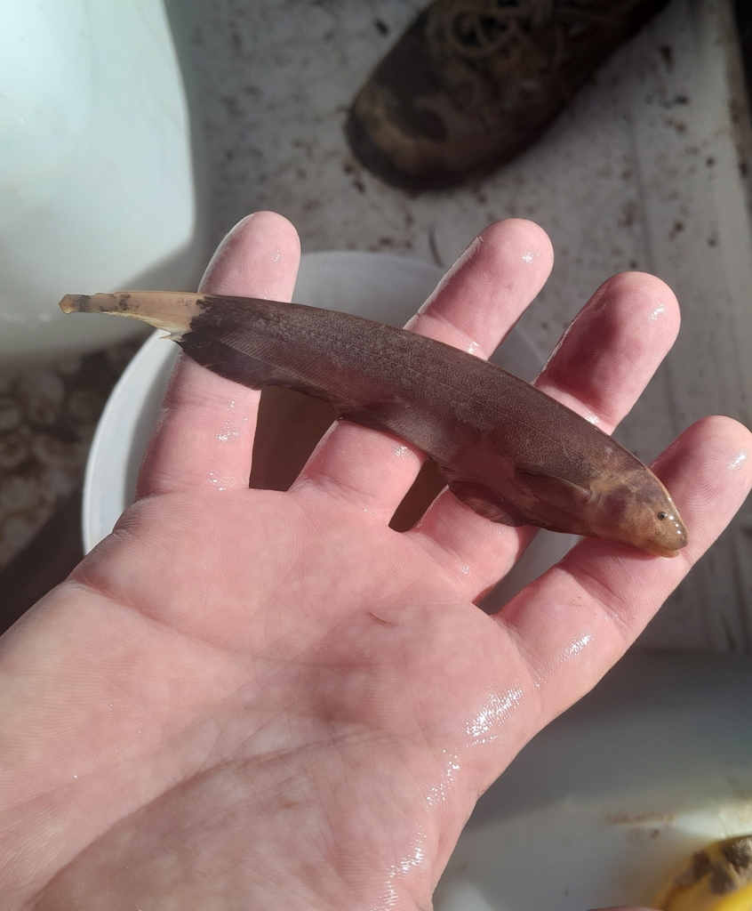 Apteronotus caudimaculosus