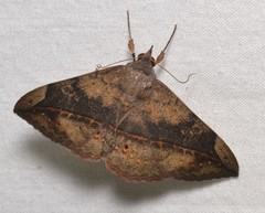 Anticarsia gemmatalis