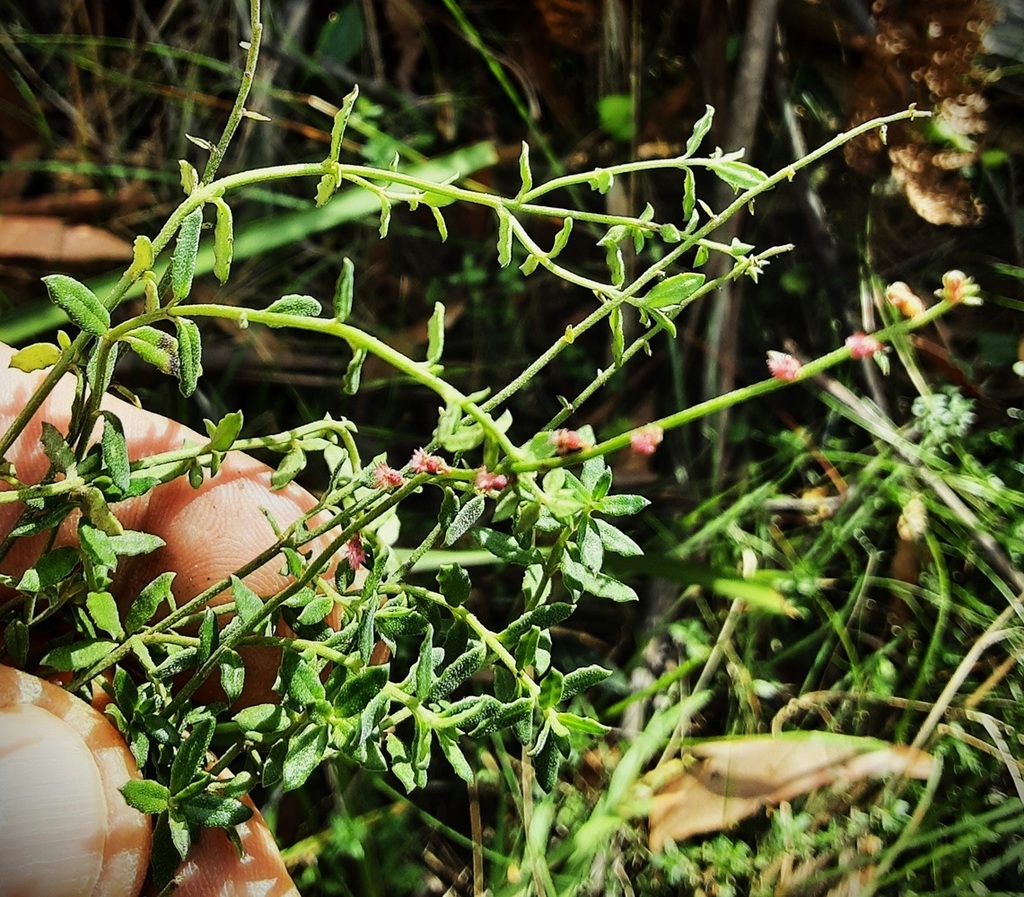 Common Raspwort from Hassans Walls Reserve, Lithgow NSW 2790, Australia ...