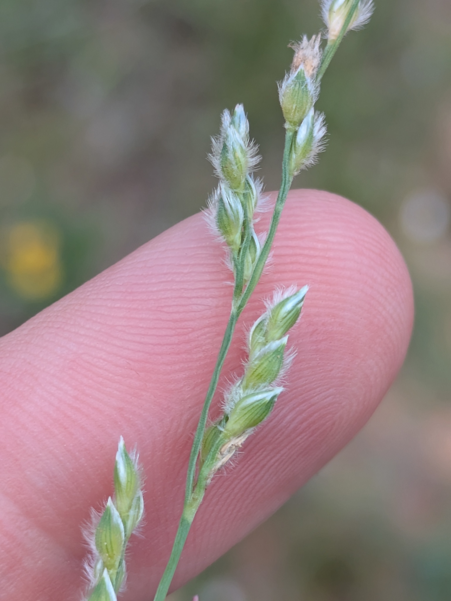 Fringed Signal Grass (Urochloa ciliatissima)