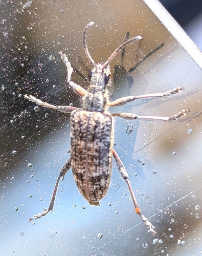 Ribbed Pine Borer, 3931 MG Woudenberg, Nederland, photo 9 of 10