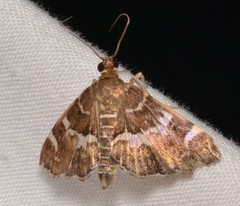 Hymenia perspectalis