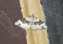 Epirrhoe galiata