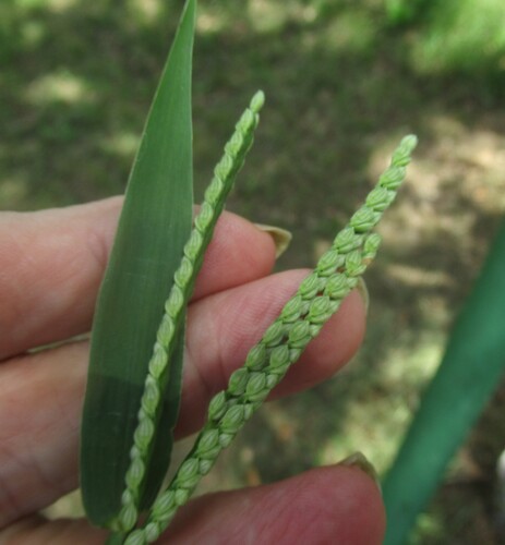 Image of Paspalum pubiflorum by (c) Linda Jo Conn, some rights reserved (CC BY)