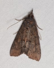 Hypena scabra