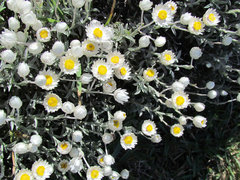 Achyranthemum argenteum