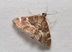 Hymenia perspectalis