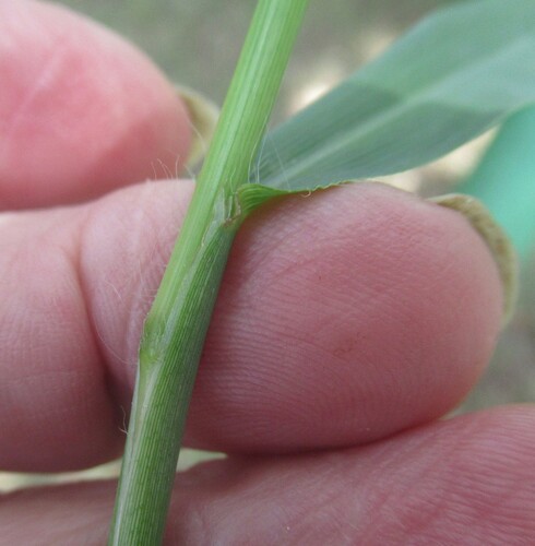 Image of Paspalum pubiflorum by (c) Linda Jo Conn, some rights reserved (CC BY)