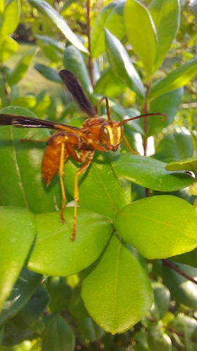Red paper wasp