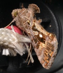 Chrysodeixis includens