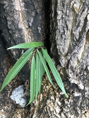 Ficus maclellandii