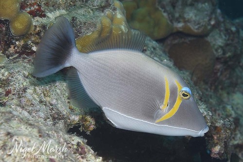Photo of Scythe triggerfish (Sufflamen bursa)