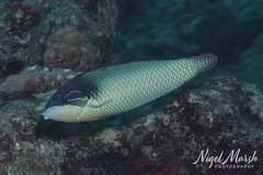 Black-Backed Wrasse photo 2