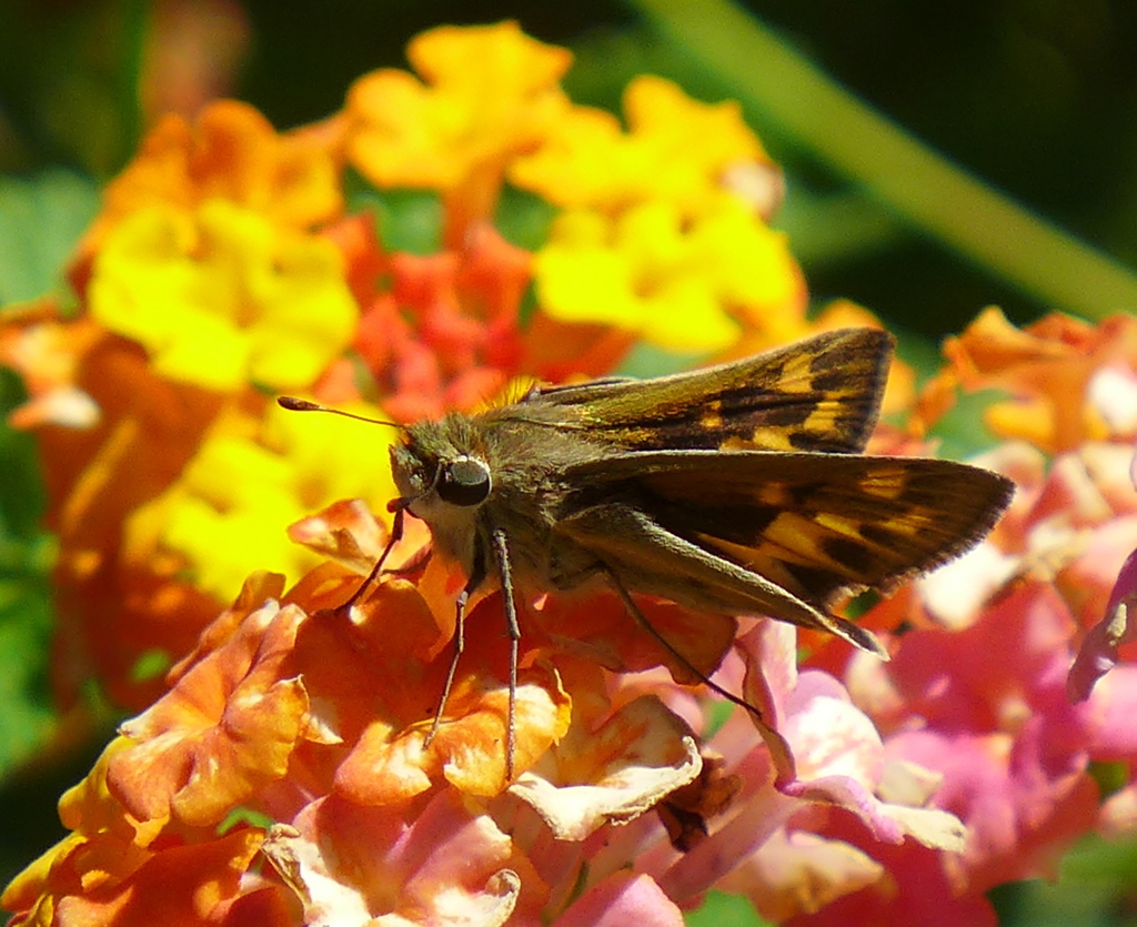 Fiery Skipper Butterflies Of Alabama · Inaturalist