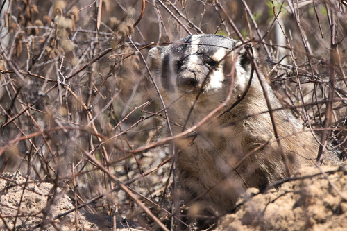 American Badger photographed in Wisconsin