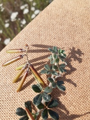 Indigofera mauritanica