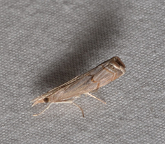 Parapediasia decorellus