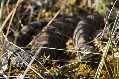 Eastern Massasauga
