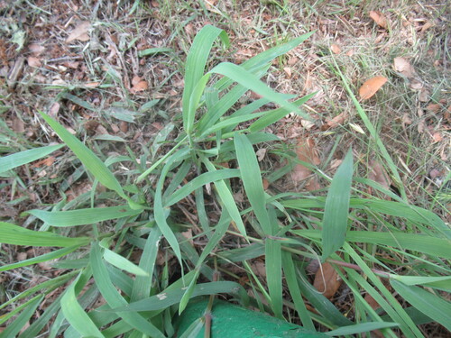 Image of Paspalum pubiflorum by (c) Linda Jo Conn, some rights reserved (CC BY)