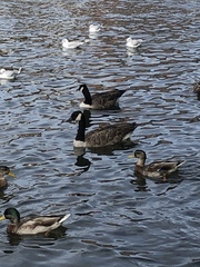 Branta canadensis