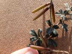 Indigofera mauritanica
