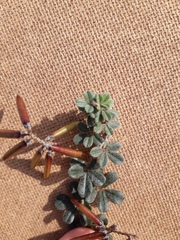 Indigofera mauritanica