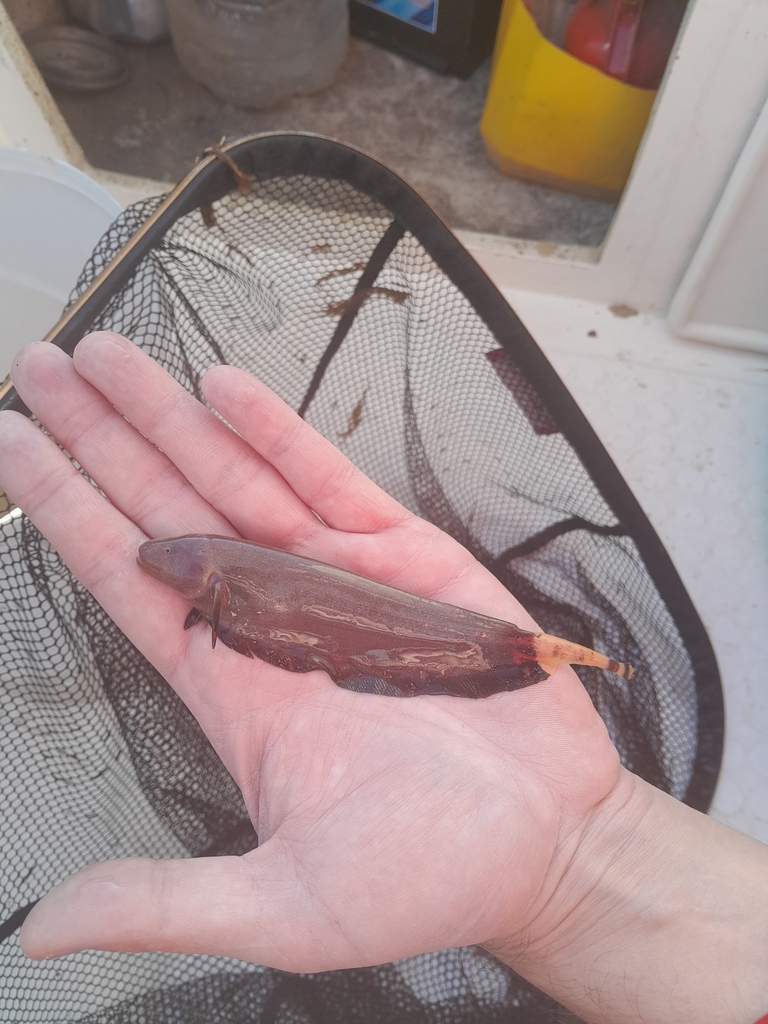 Vlekstaart-mesvis (Apteronotus caudimaculosus) — Apteronotidae