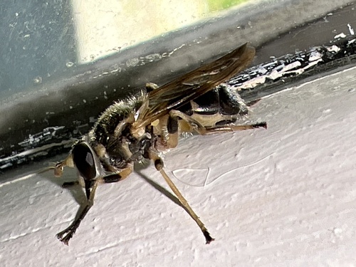 Painted Wood Fly photo 4