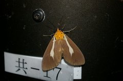 Asota heliconia riukiuana