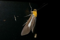 Asota heliconia riukiuana