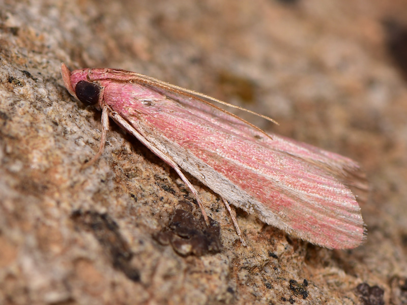 Peoria semirosella