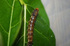 Asota heliconia riukiuana