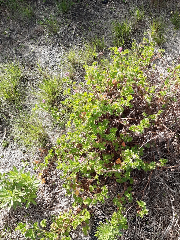 rose-scented geranium from Block A02, Lower Tokai Park, Cape Town on ...